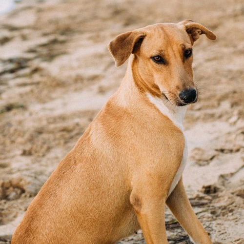 a cute puppy on a beach